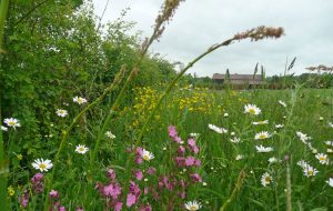Yew Tree Village